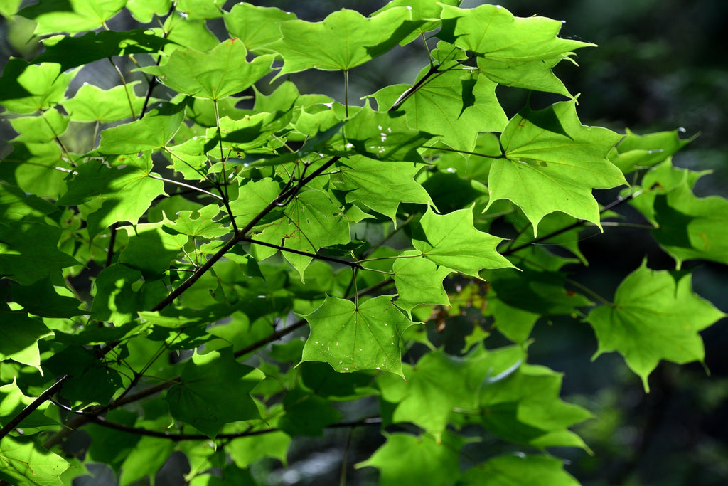 材木の楓の写真